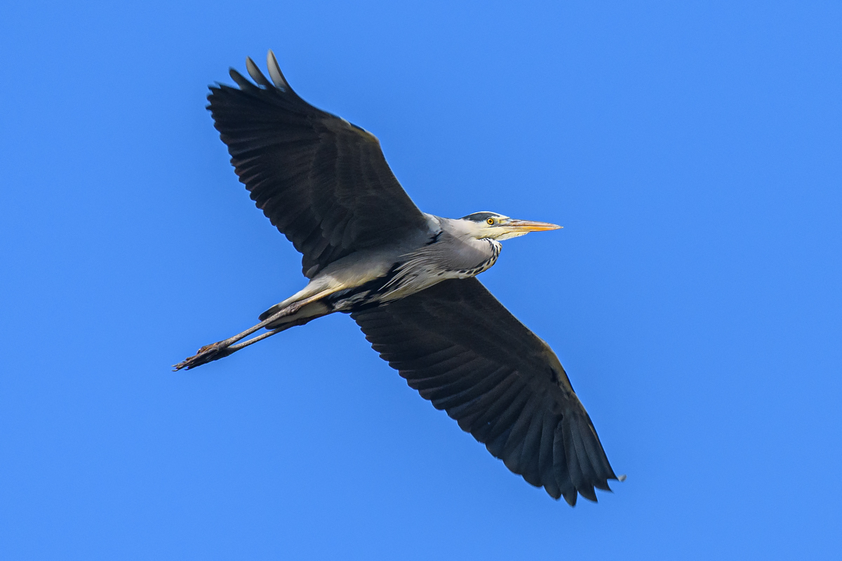 OF5_25903.jpg