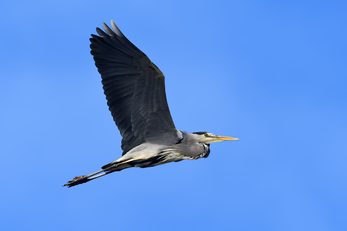 OF5_25906.jpg