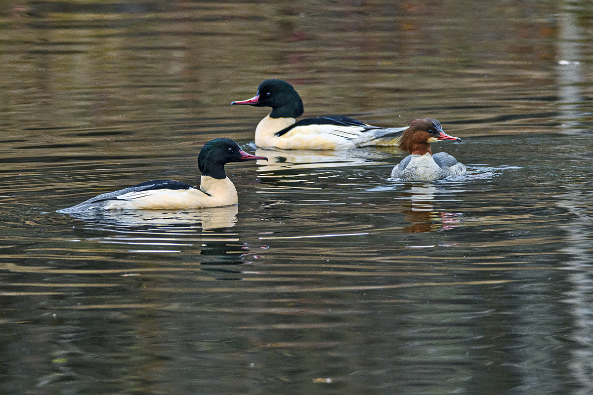 OF5_26465.jpg
