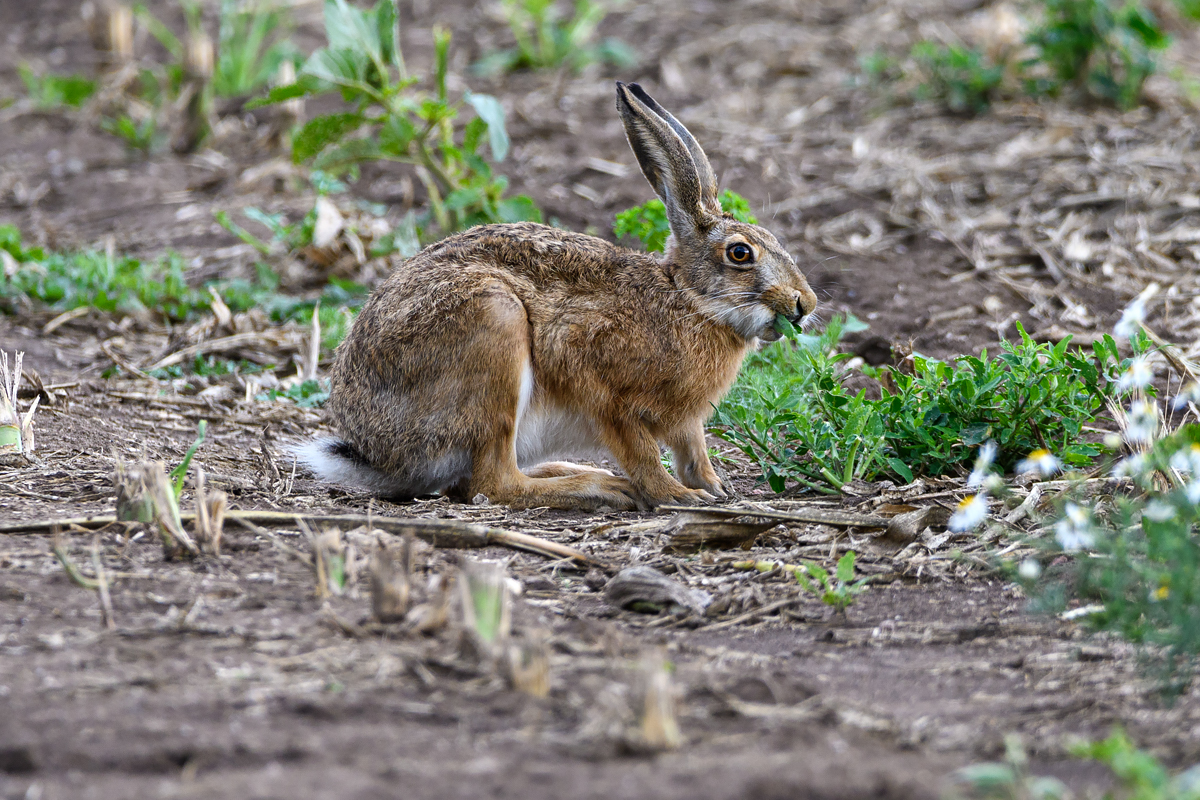 OF5_40670.jpg