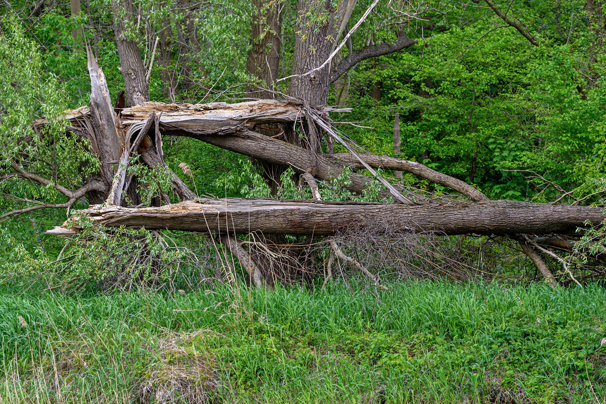 OF5_44617.jpg