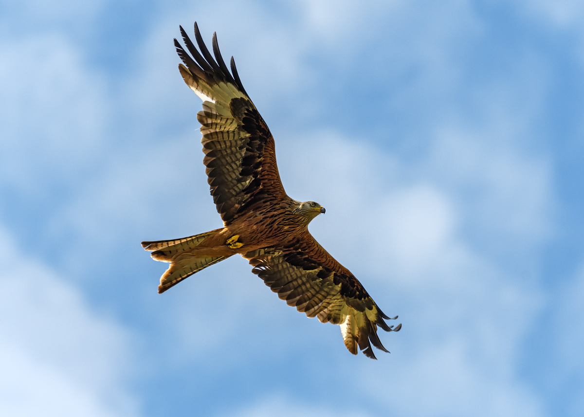 OF5_45364.jpg