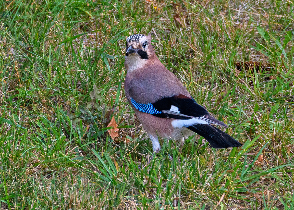 OF5_46763.jpg