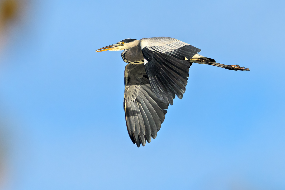 OF5_47005.jpg