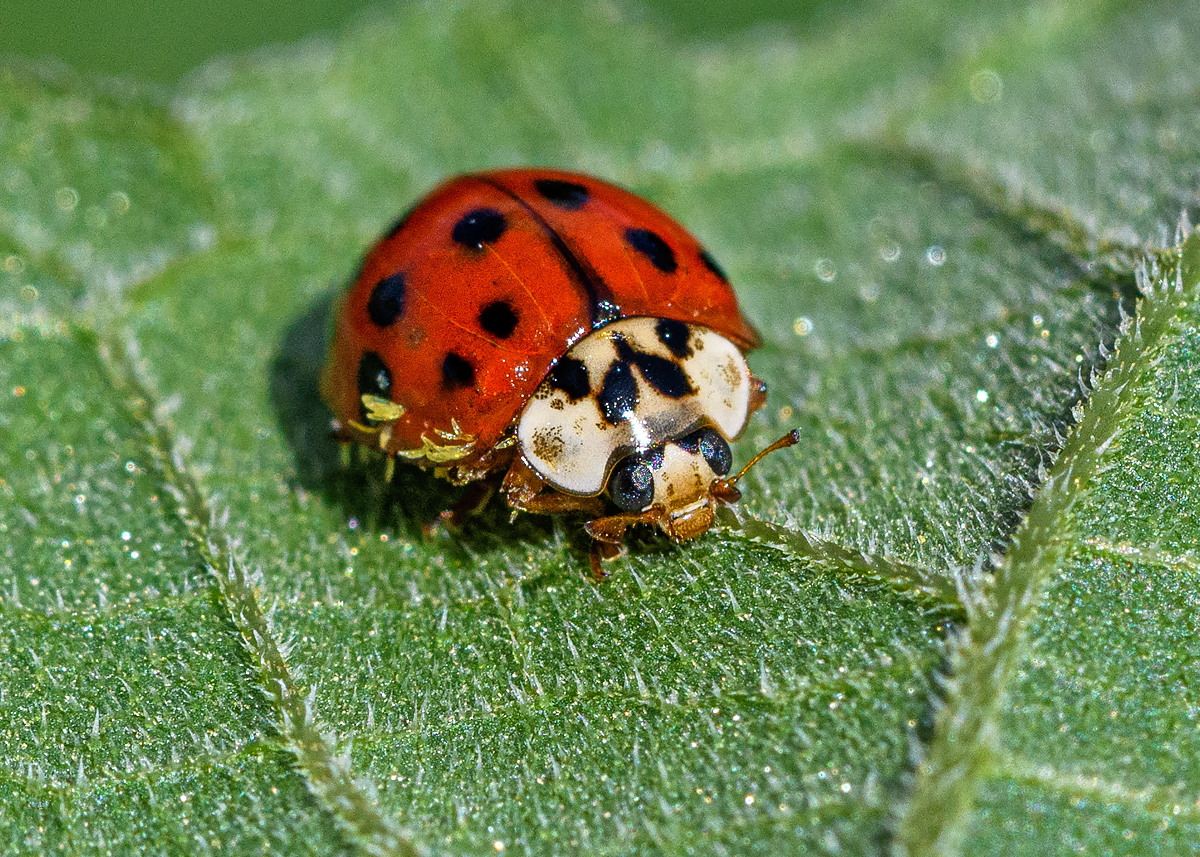 OF5_50187.jpg