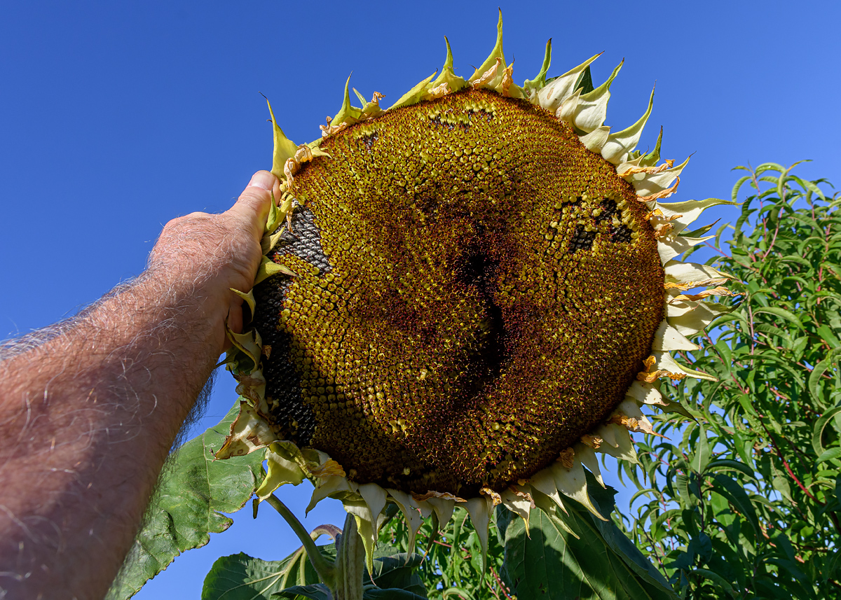 OF5_50989.jpg
