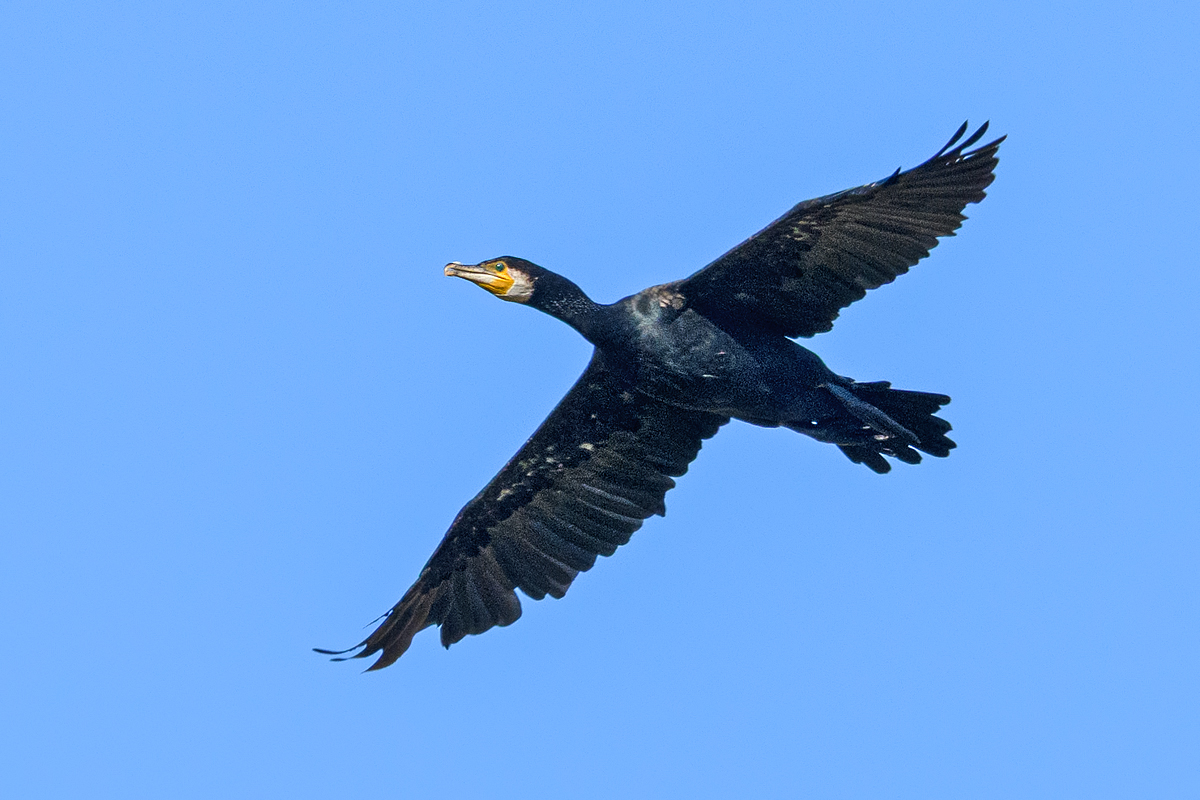 OF5_51262.jpg