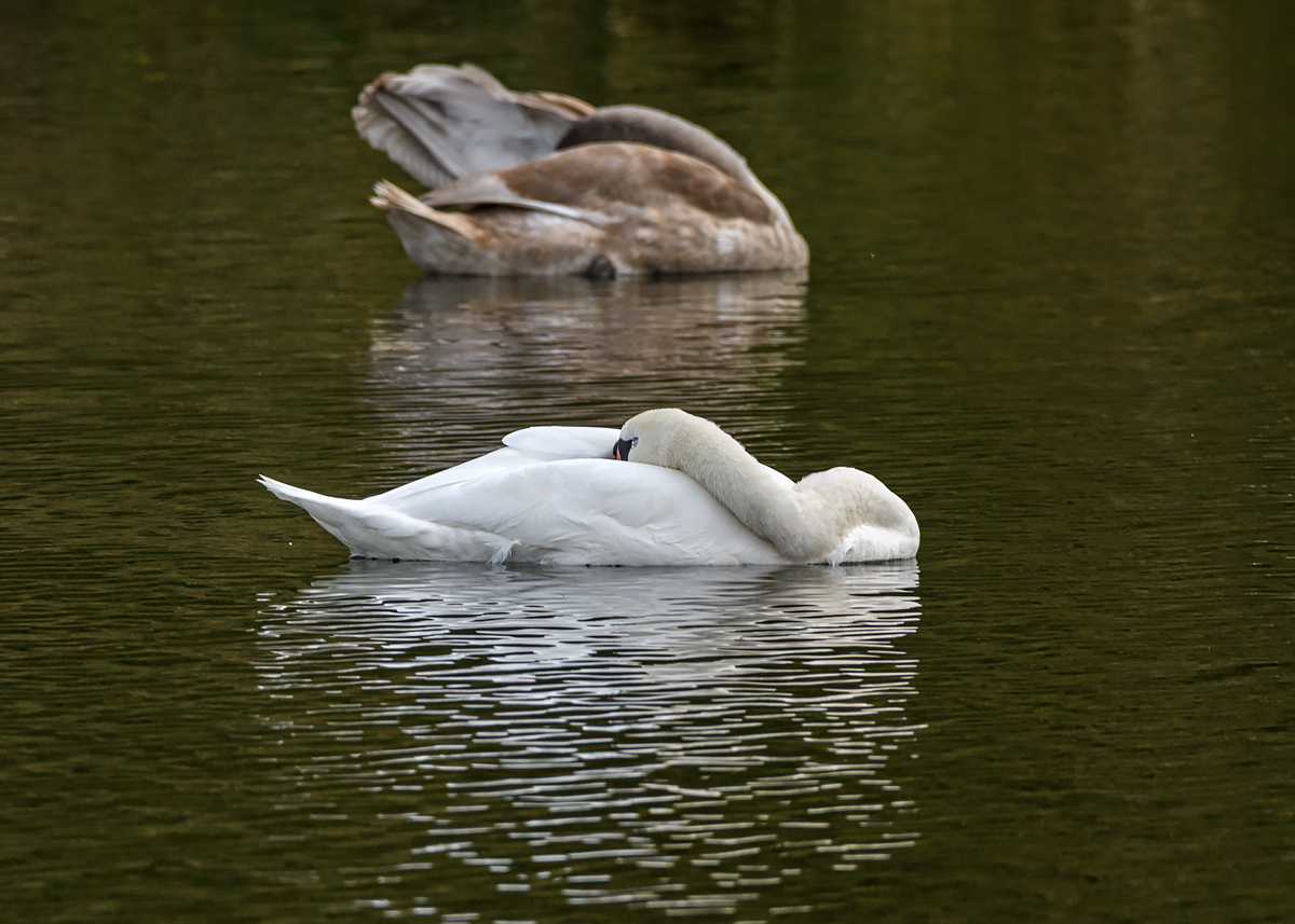 OF5_51848.jpg