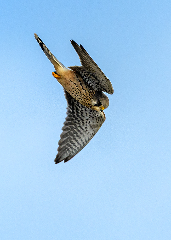 OF5_52361.jpg