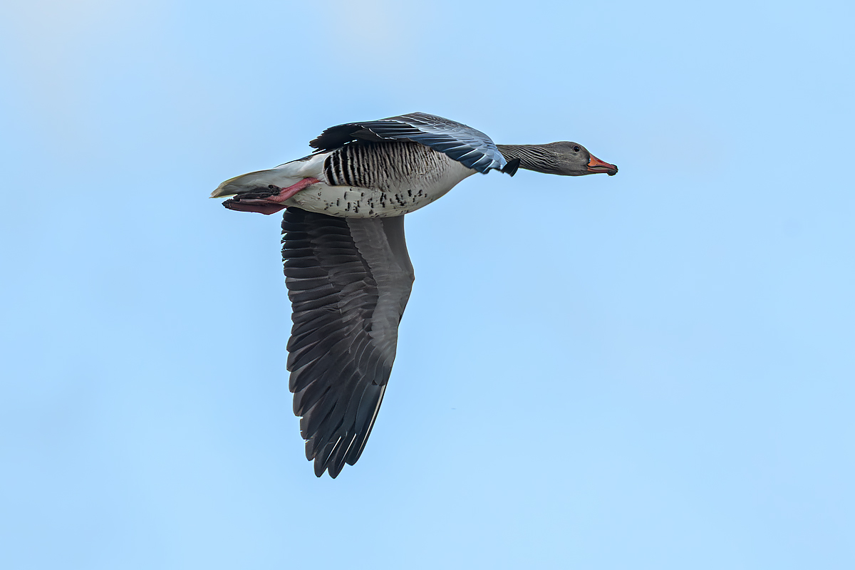 OF5_53471.jpg