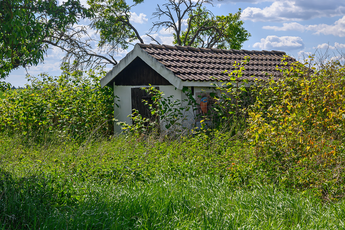 OFZ_00436.jpg