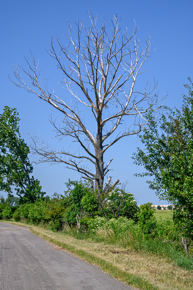 OFZ_01172.jpg