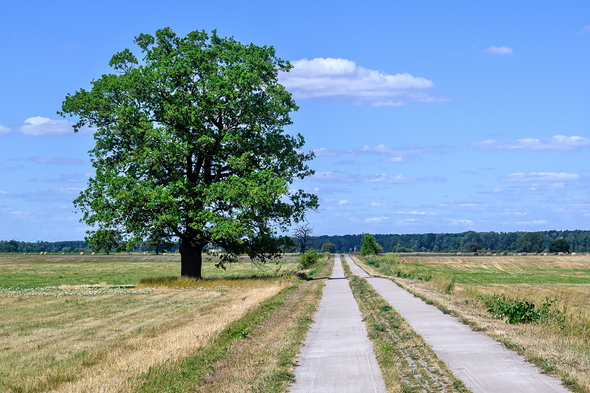 OFZ_01567.jpg