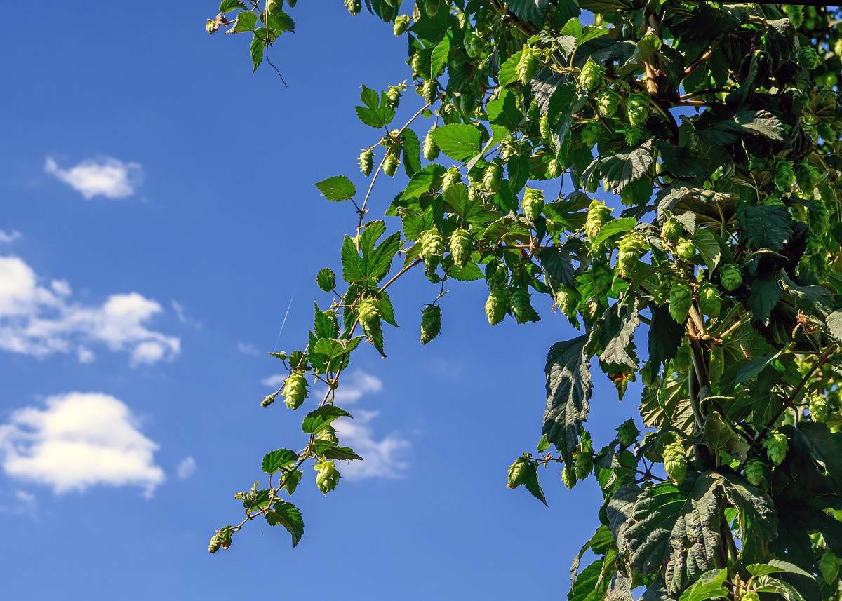 OFZ_02042.jpg