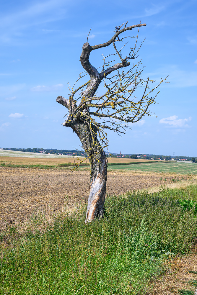 OFZ_02088.jpg