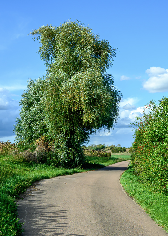 OFZ_02357.jpg