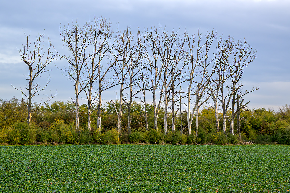 OFZ_02862.jpg
