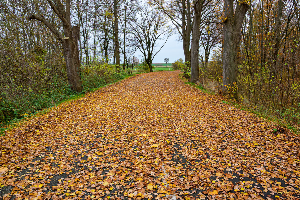 OFZ_02868.jpg