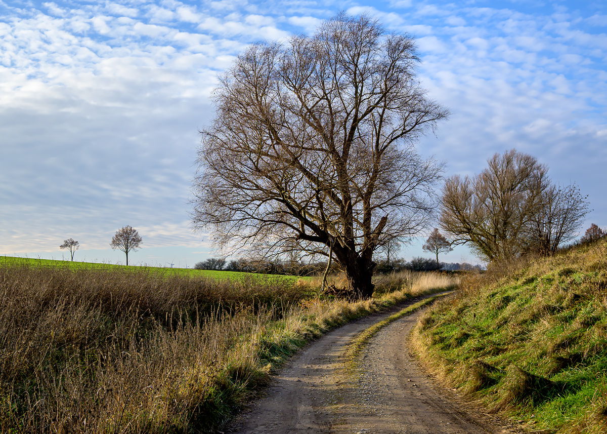 OFZ_03049.jpg