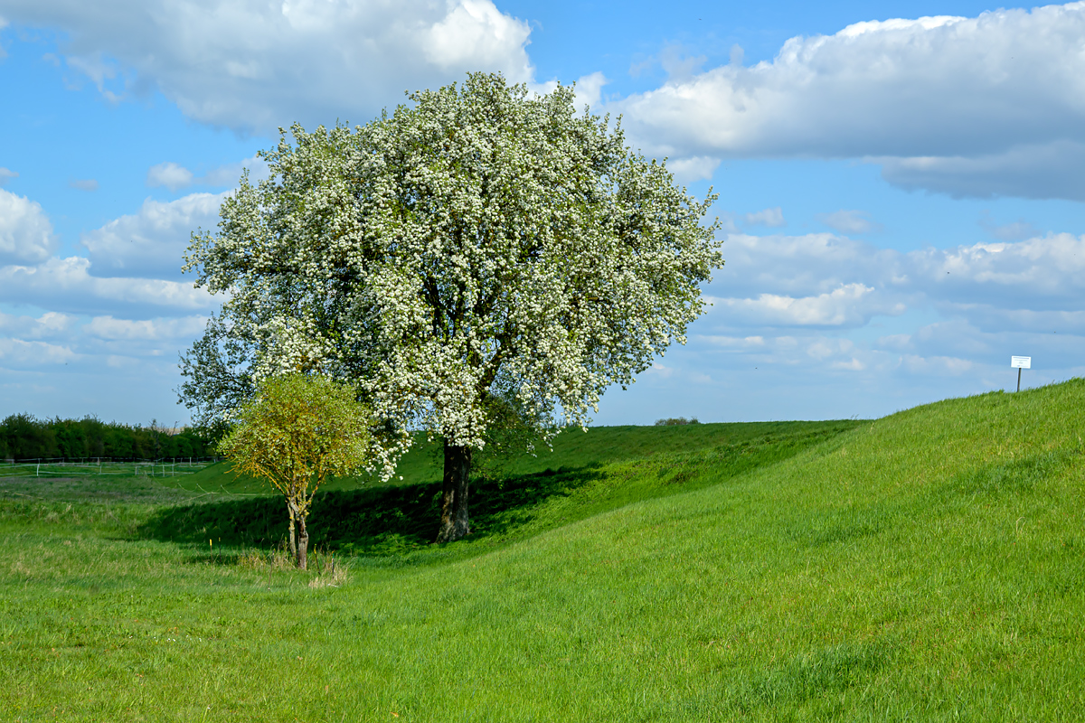 OFZ_04263.jpg
