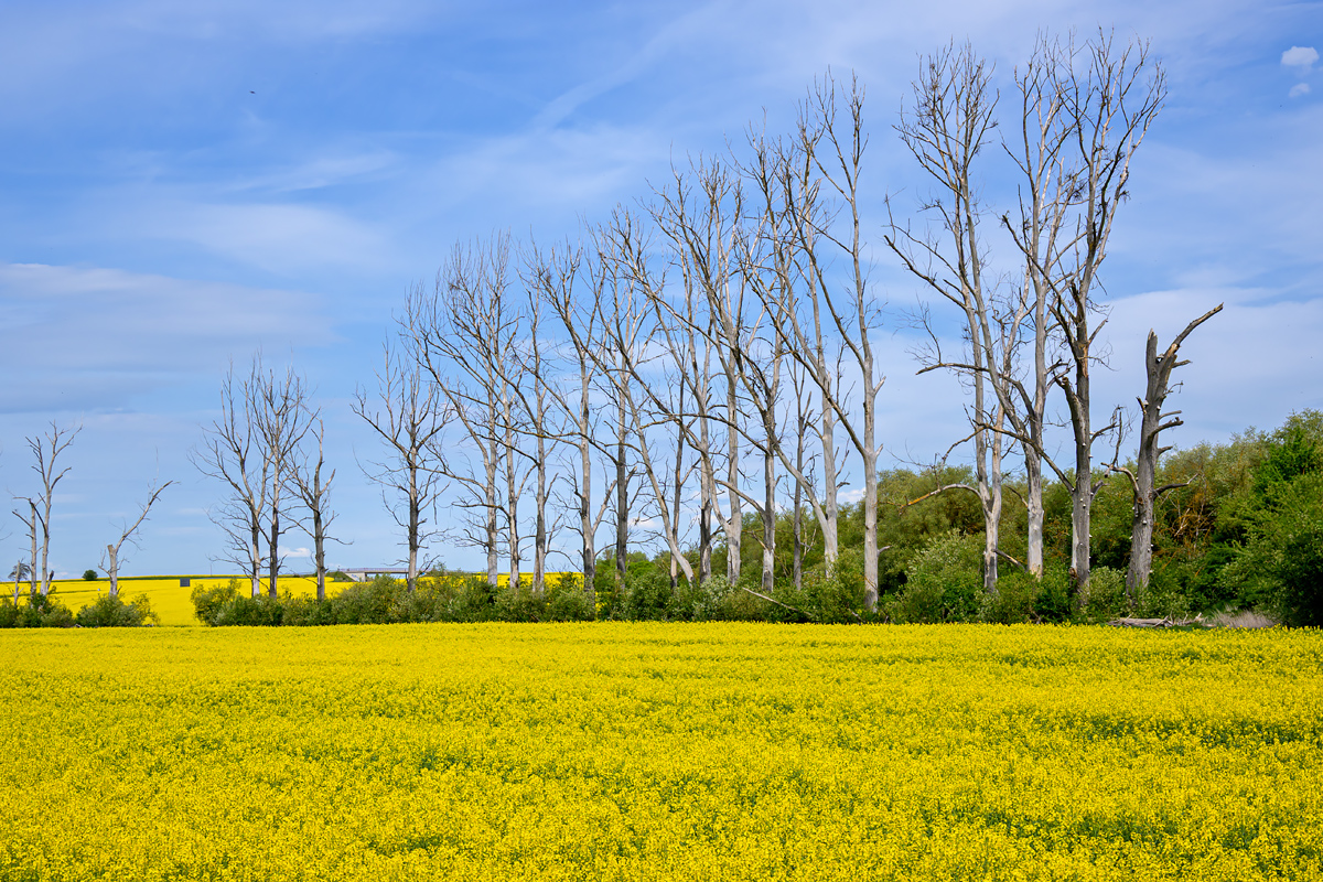 OFZ_04359.jpg