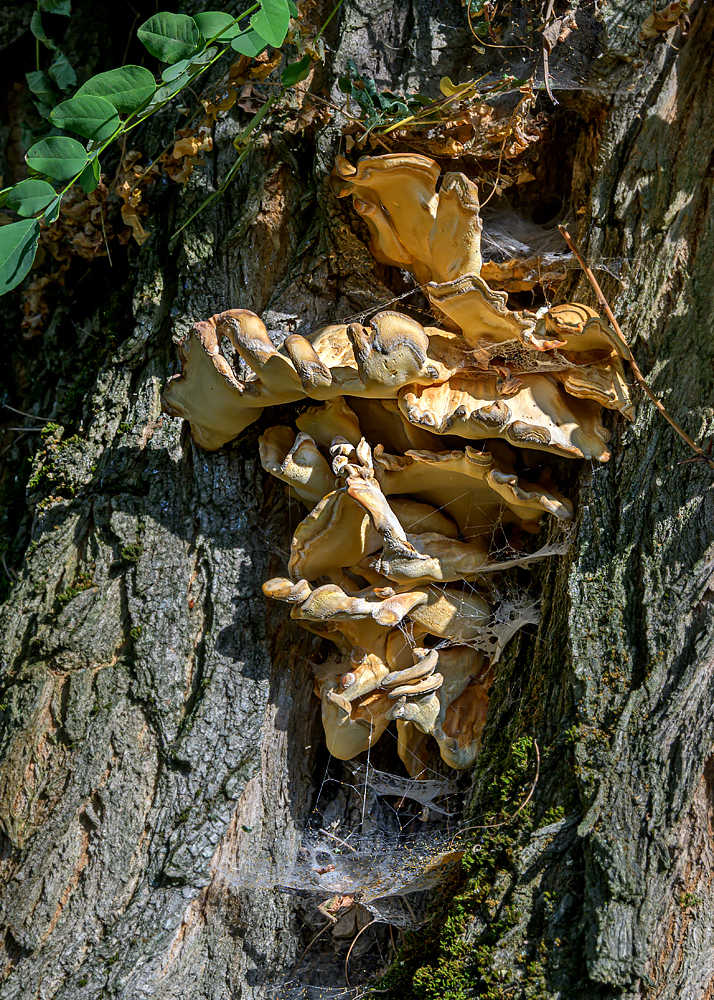 OFZ_07366.jpg
