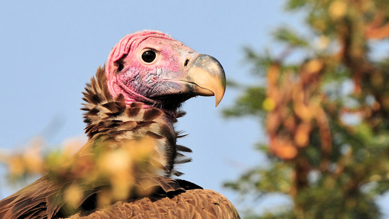 Ohrengeier in der Nordserengeti
Lappet-faced vulture
2400