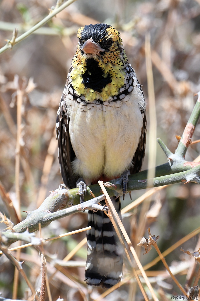 Ohrfleck Bartvogel d'Anaud's Barbet
Ruaha Nationalpark

s460 Ruaha dArnauds Barbet 2988 h