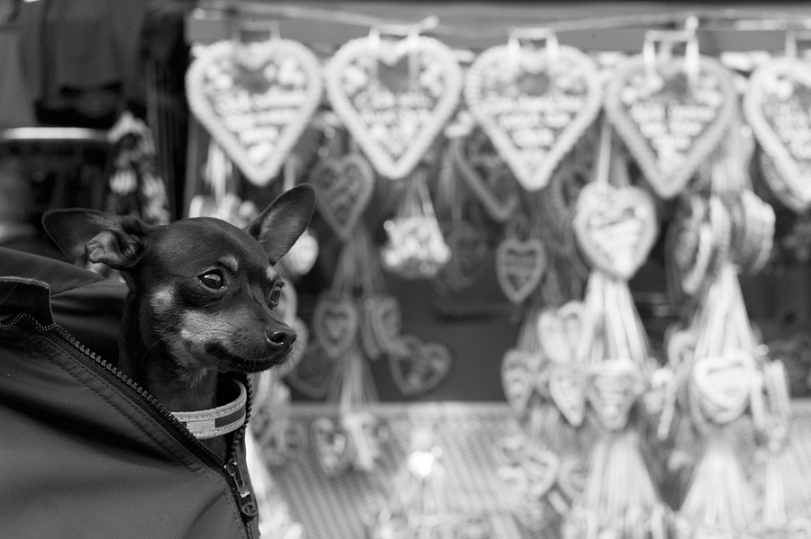 Oktoberfest 2012 1013610