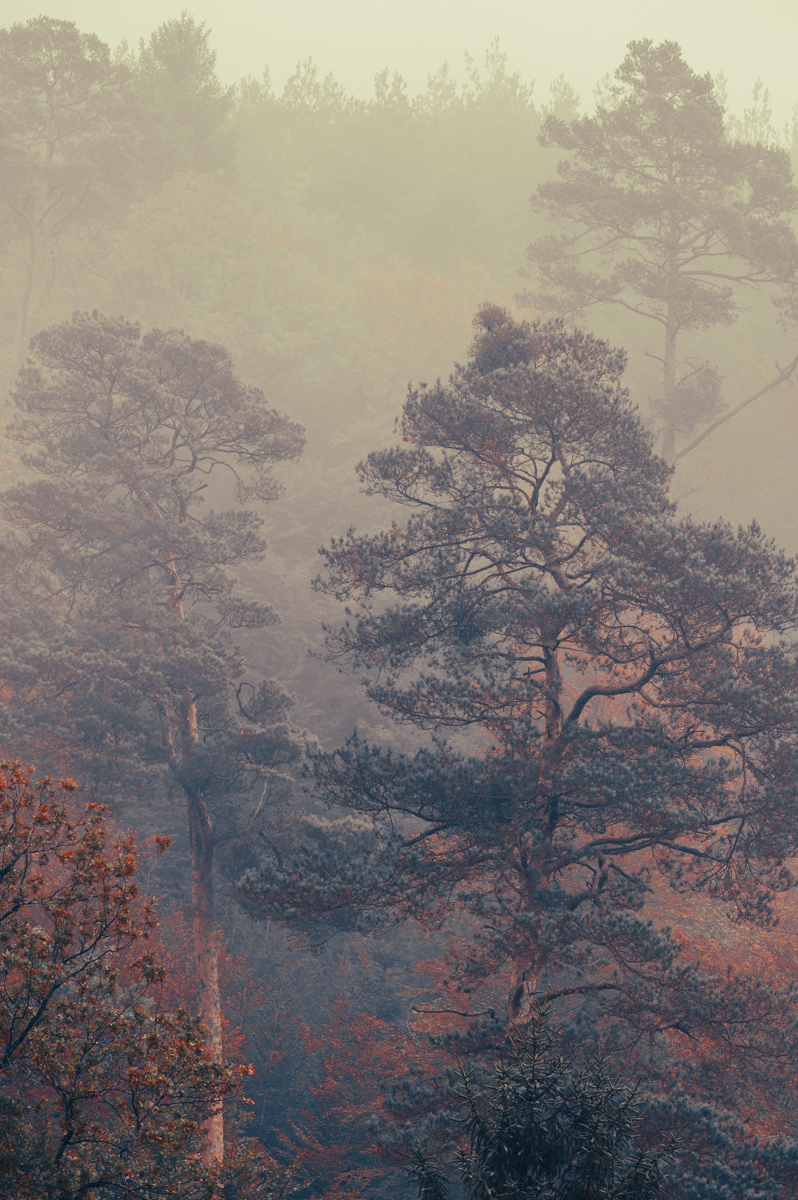 Oktobermorgen im Pfälzer Wald