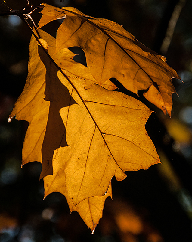 Oktobersonne