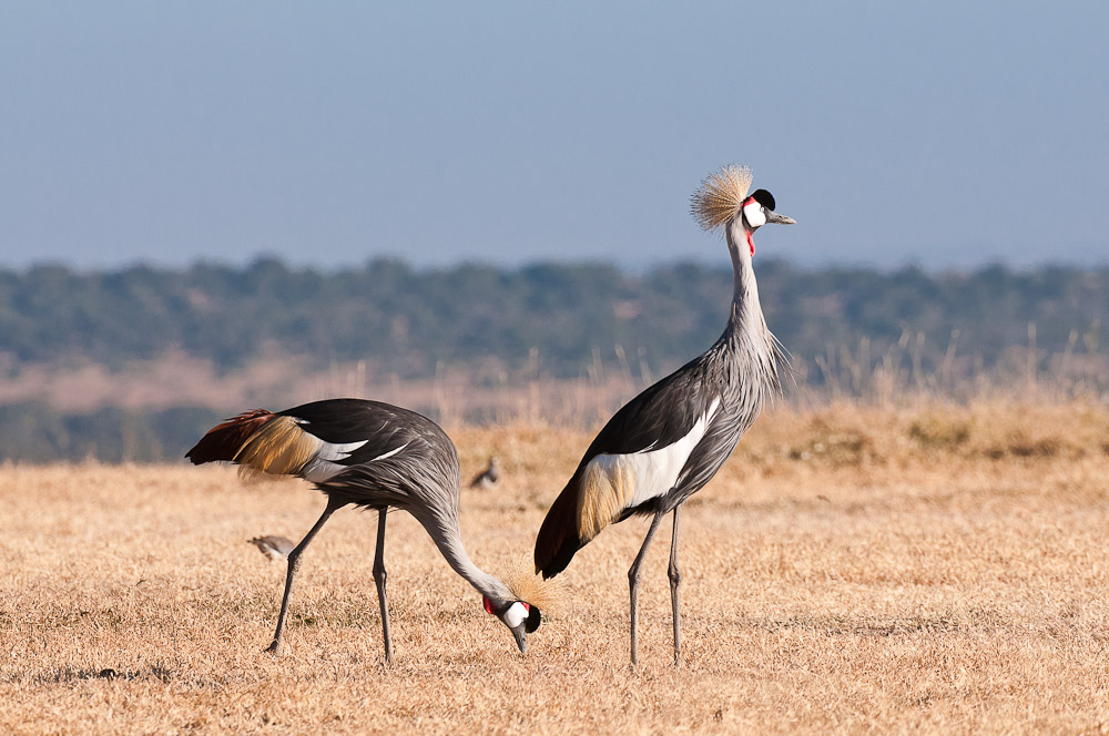 Ol Pejeta 4158