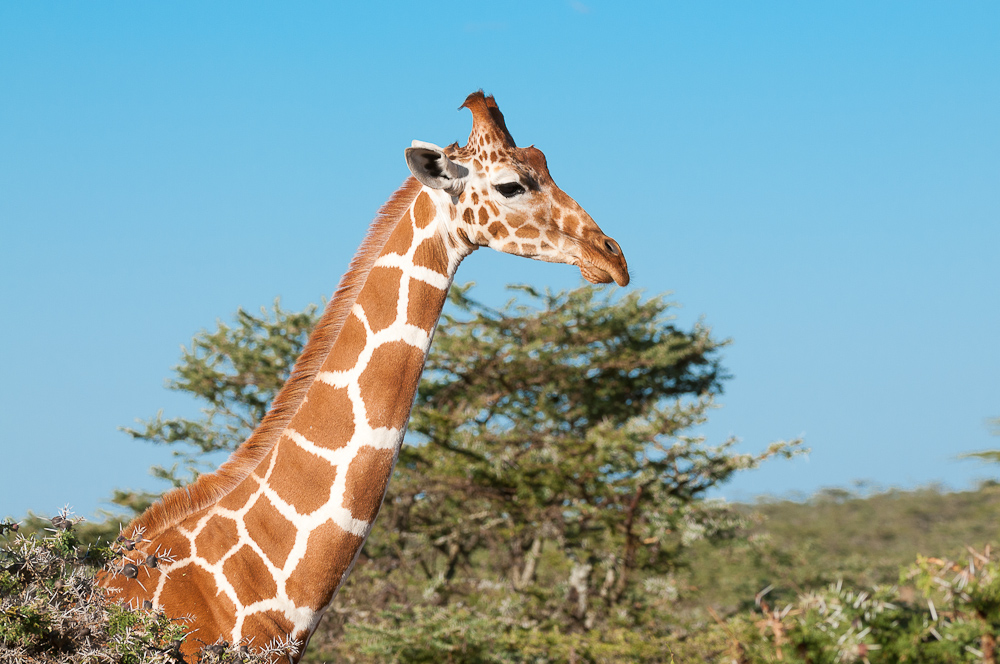 Ol Pejeta 4516