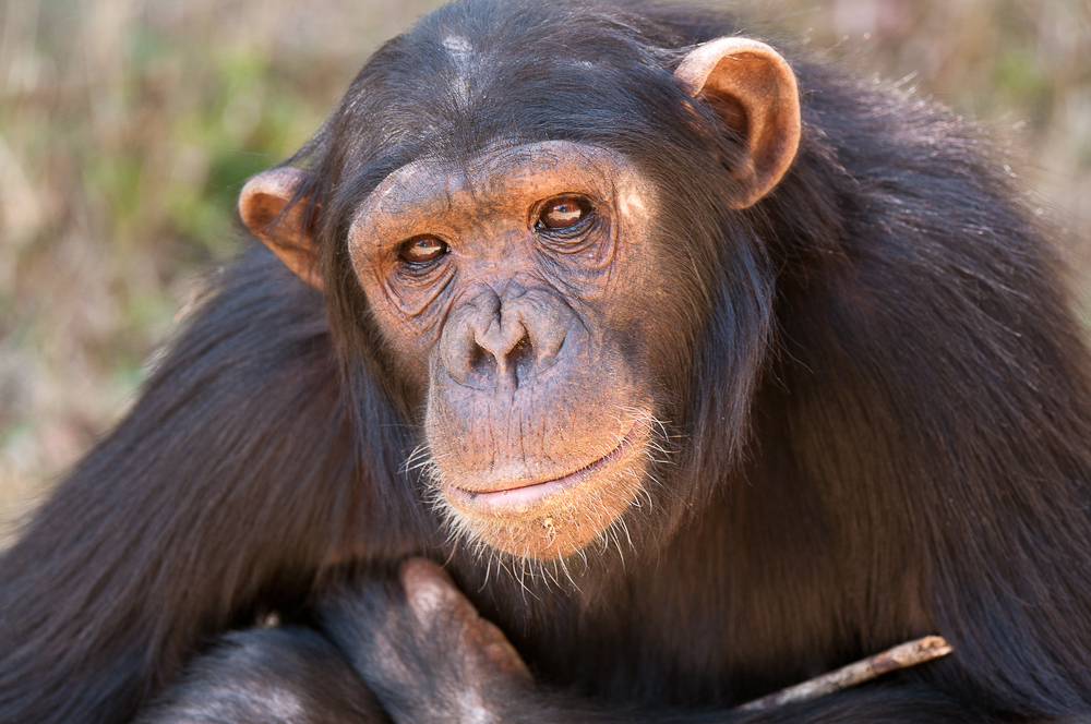 Ol Pejeta 4677