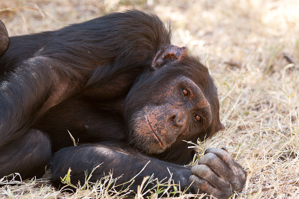 Ol Pejeta 4692
