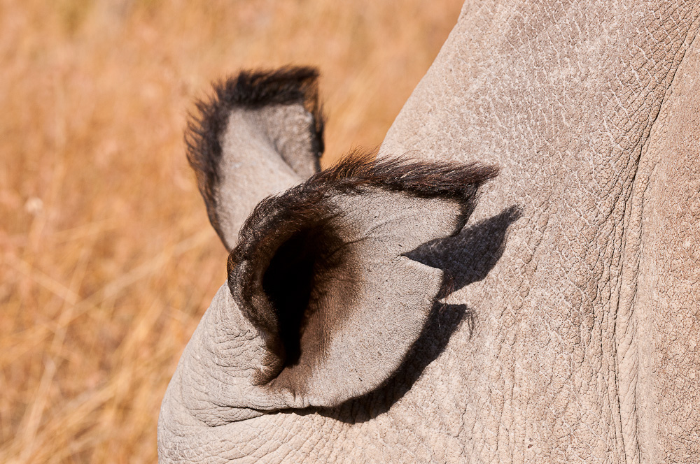 Ol Pejeta 4809