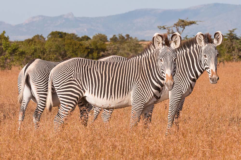 Ol Pejeta 4823
