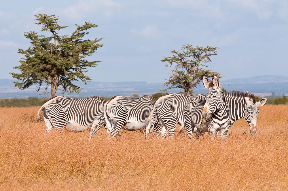 Ol Pejeta 4846