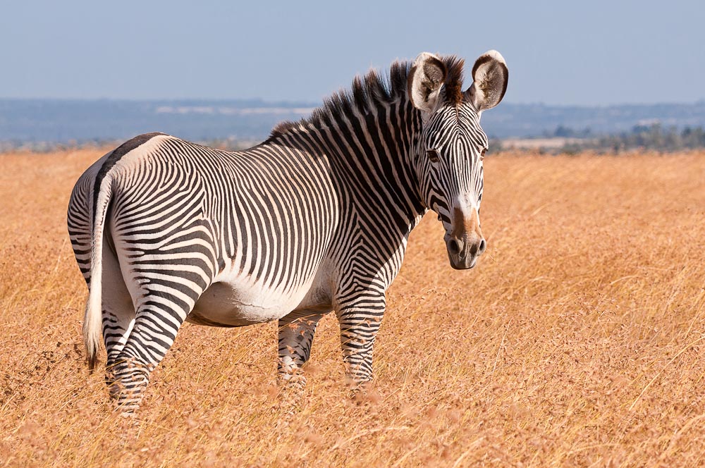 Ol Pejeta 4855