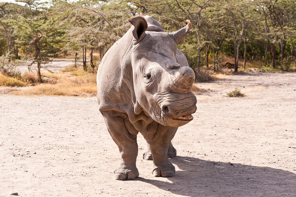 Ol Pejeta 6837