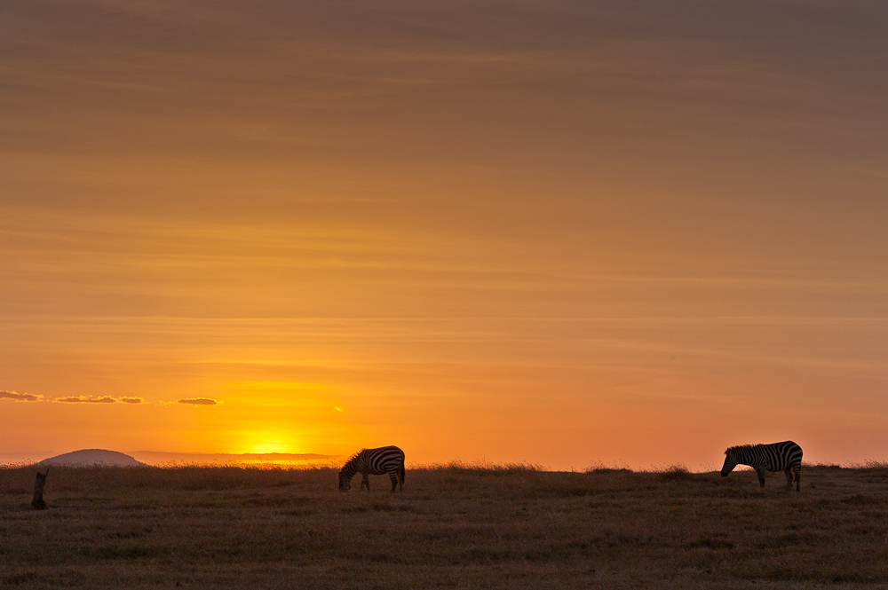 Ol Pejeta 6950