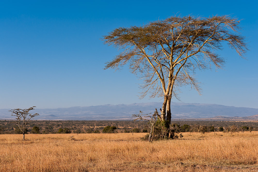 Ol Pejeta 6964