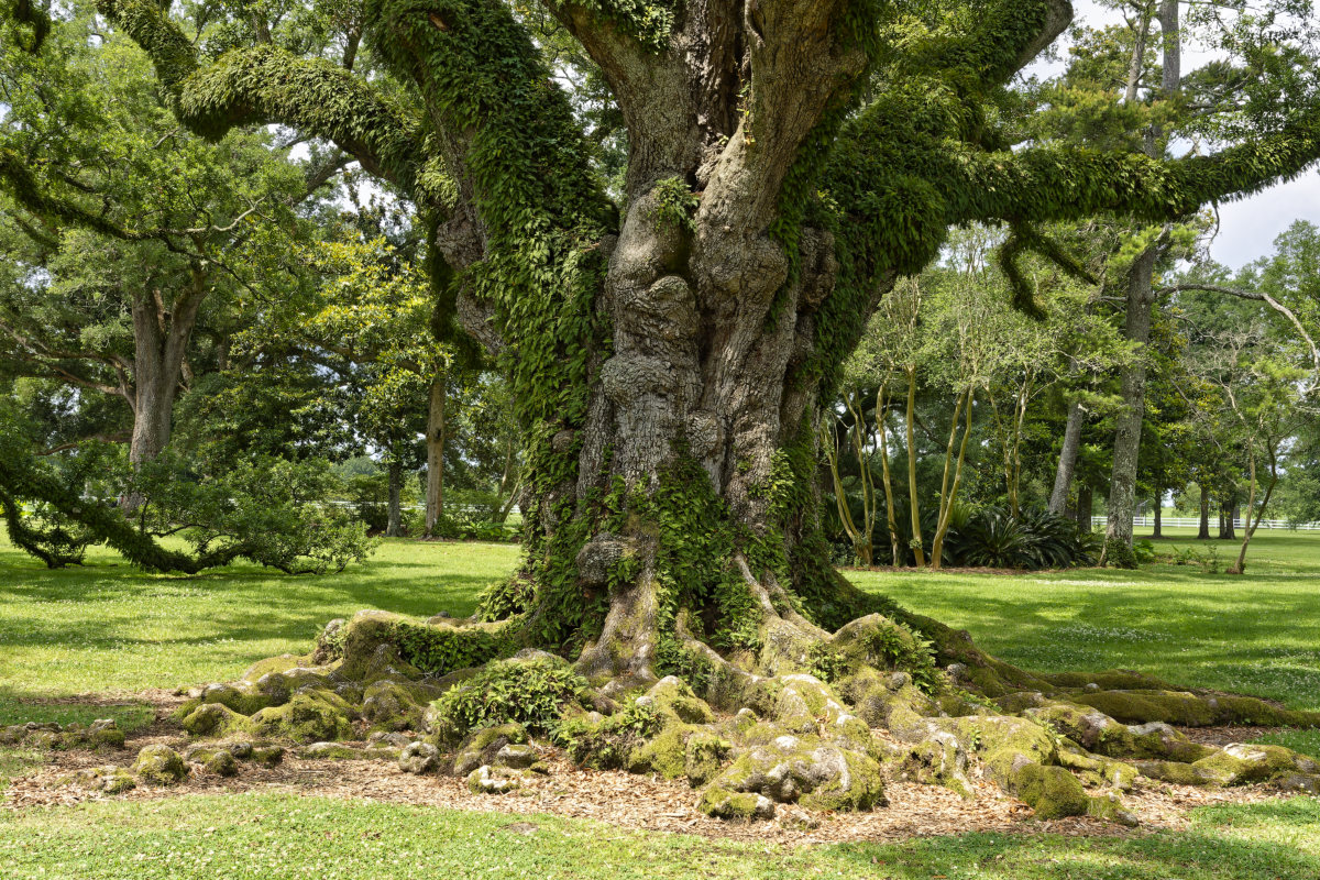 Old Oak