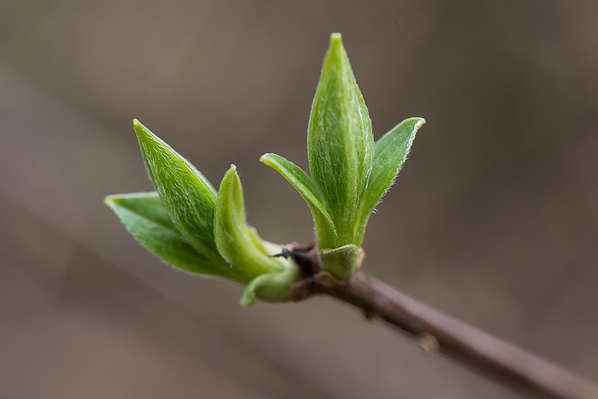 Oleander im Frühling (1 von 1).JPG