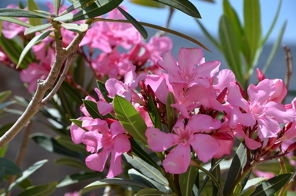 Oleander02