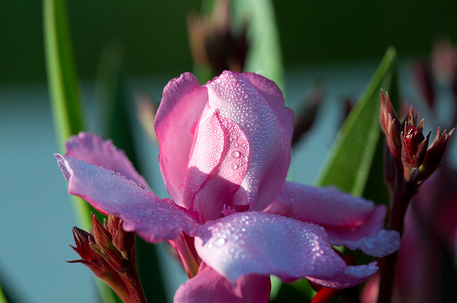 Oleanderblüte im Frühtau