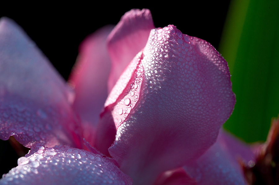 oleanderblüte tau