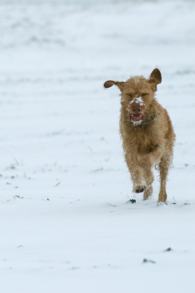 Oli im Schnee
