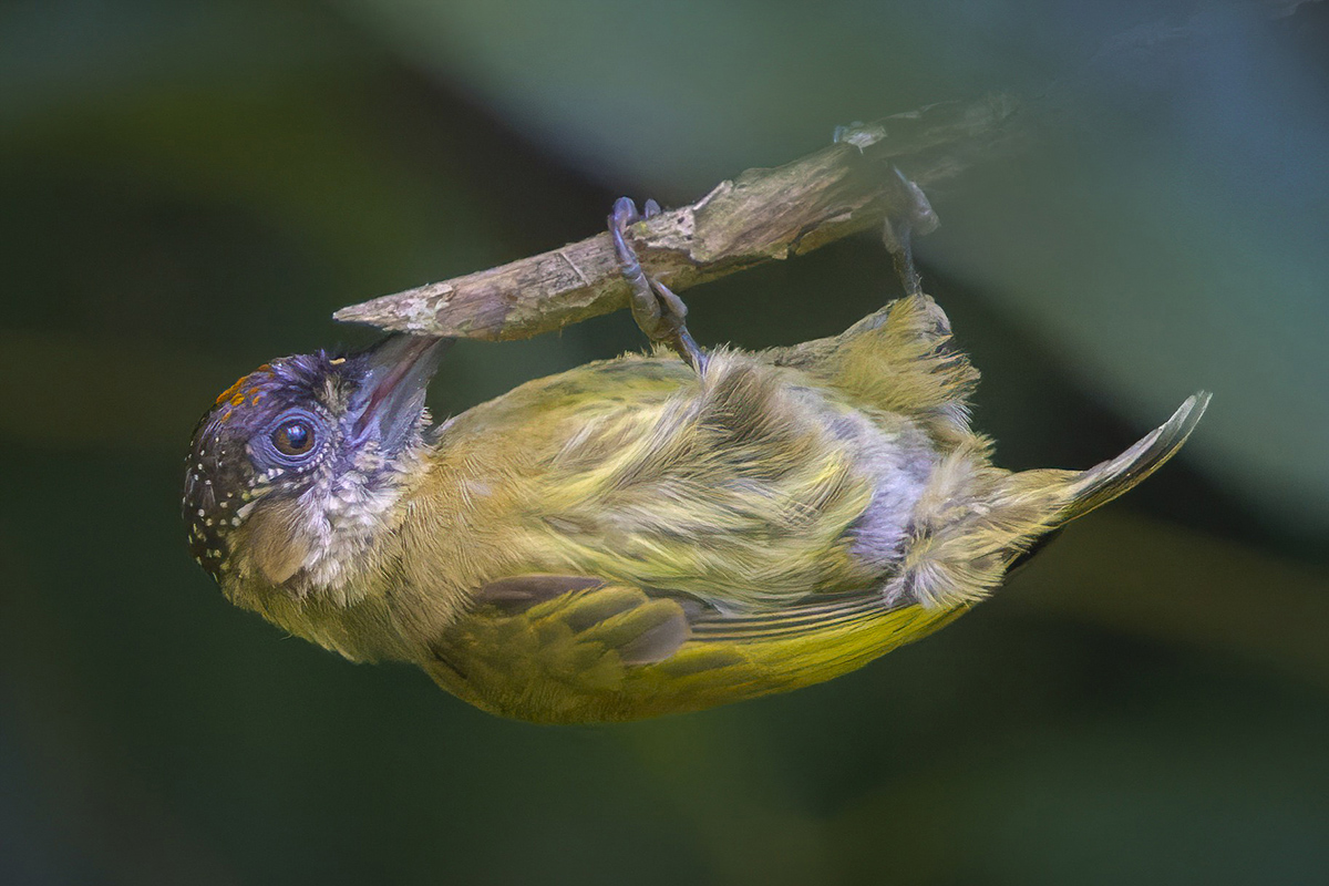 Olivaceus Piculet.jpg
