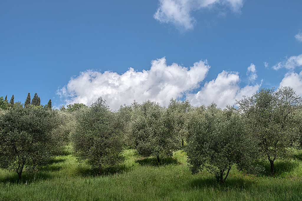 Olivenbäume, San Gimignano, Toscana, 18.05.2013